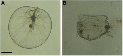 Isolation and characterization of a high-efficiency algicidal bacterium Pseudoalteromonas sp. LD-B6 against the harmful dinoflagellate Noctiluca scintillans